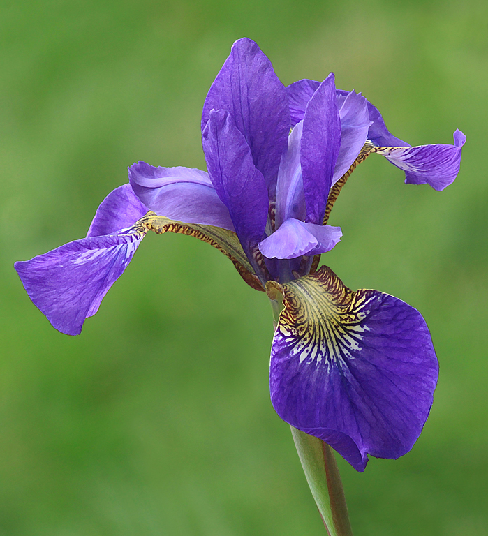 Wild Purple Iris   P O'Malley